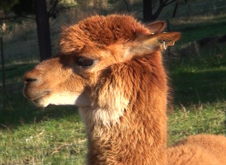 animals16